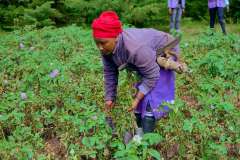 World Scout in Nairobi Rivers Tree Planting